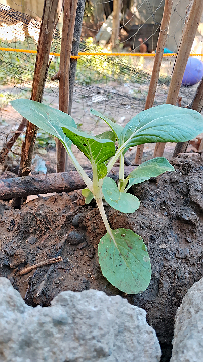 Our hard work to plant vegetables also paid off #Featured #vedetables ...