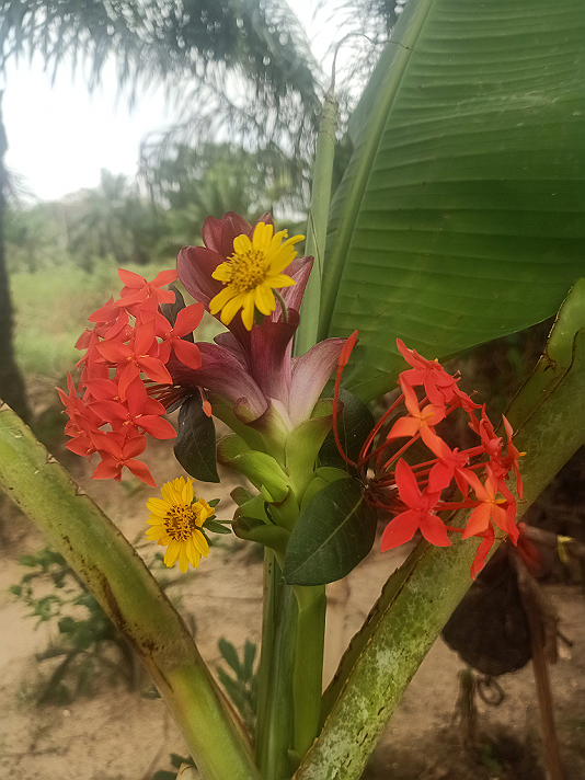 Flower and my WhatsApp number +2348125300466 In case anyone wants to work with me am ready
